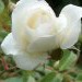 Grmičasta vrtnica - 1 - bela