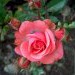 Mini vrtnica - rožnata