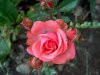 Mini vrtnica - rožnata