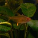 citronska tetra