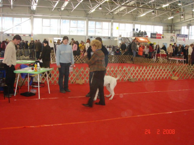 CAC CELJE 2008 - foto