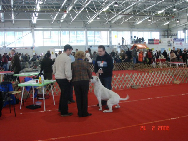 CAC CELJE 2008 - foto