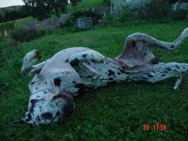 šentilj 2008 - foto povečava