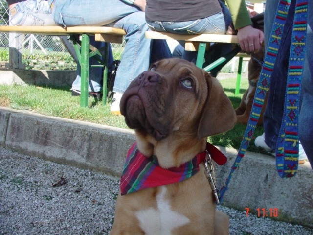 Zlata doga 2006 - foto povečava