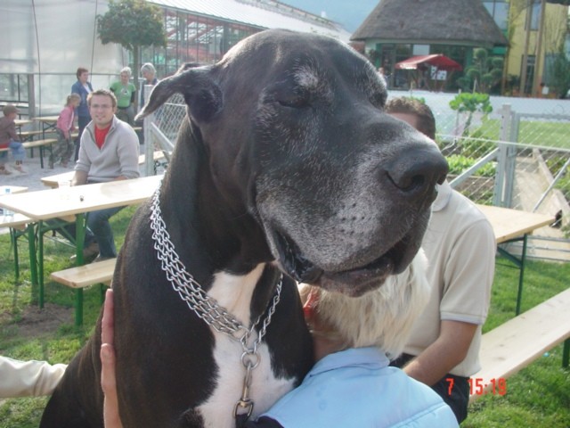 Zlata doga 2006 - foto povečava