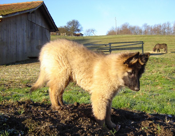 Lučka - belgijski ovčar - foto