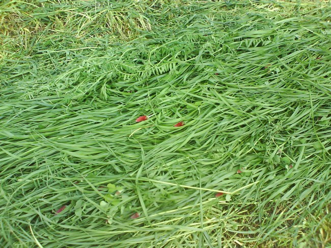 Košnja trave in razmetavanje - foto povečava