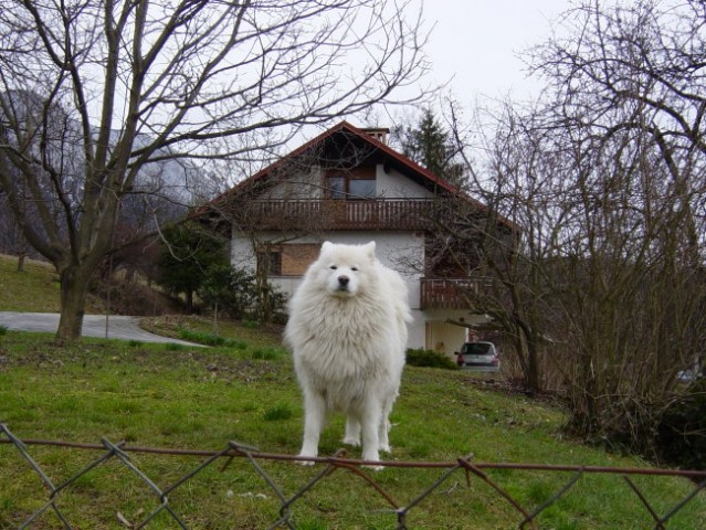 živali - foto