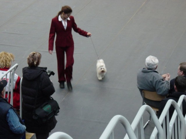 11.svetovno prvenstvo v sledenju psov  (zaklj - foto