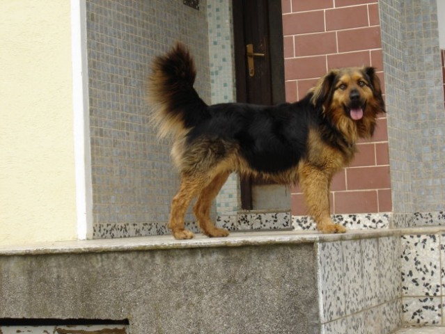 Aro, pajo, risko in rumenko - foto