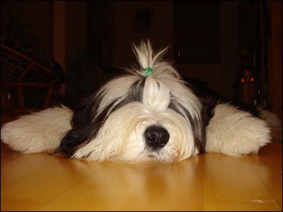 Jesen 2008 - foto