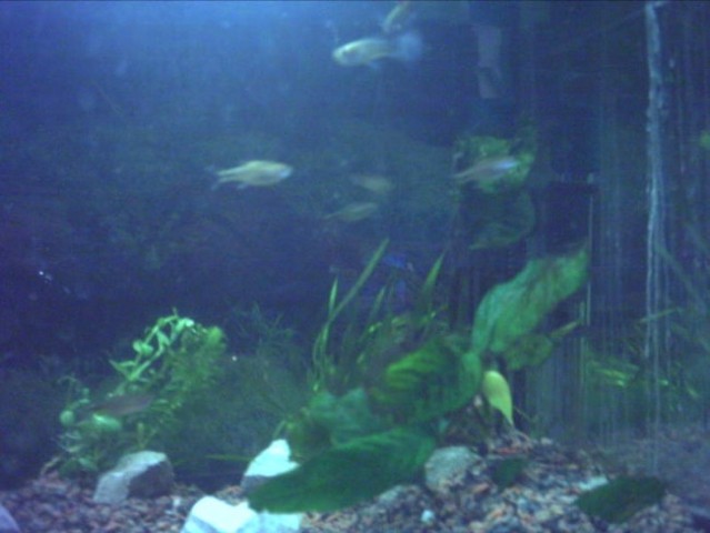 54l akvarij - foto