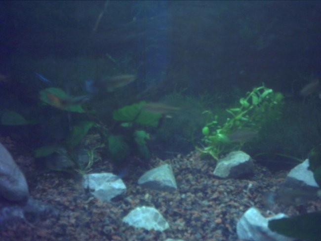 54l akvarij - foto povečava