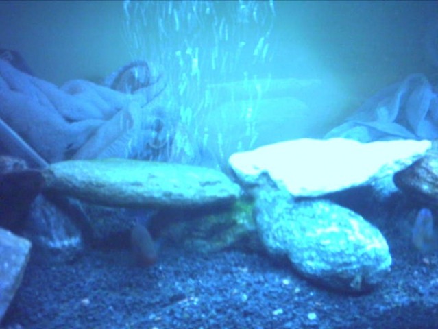140l akvarij - foto