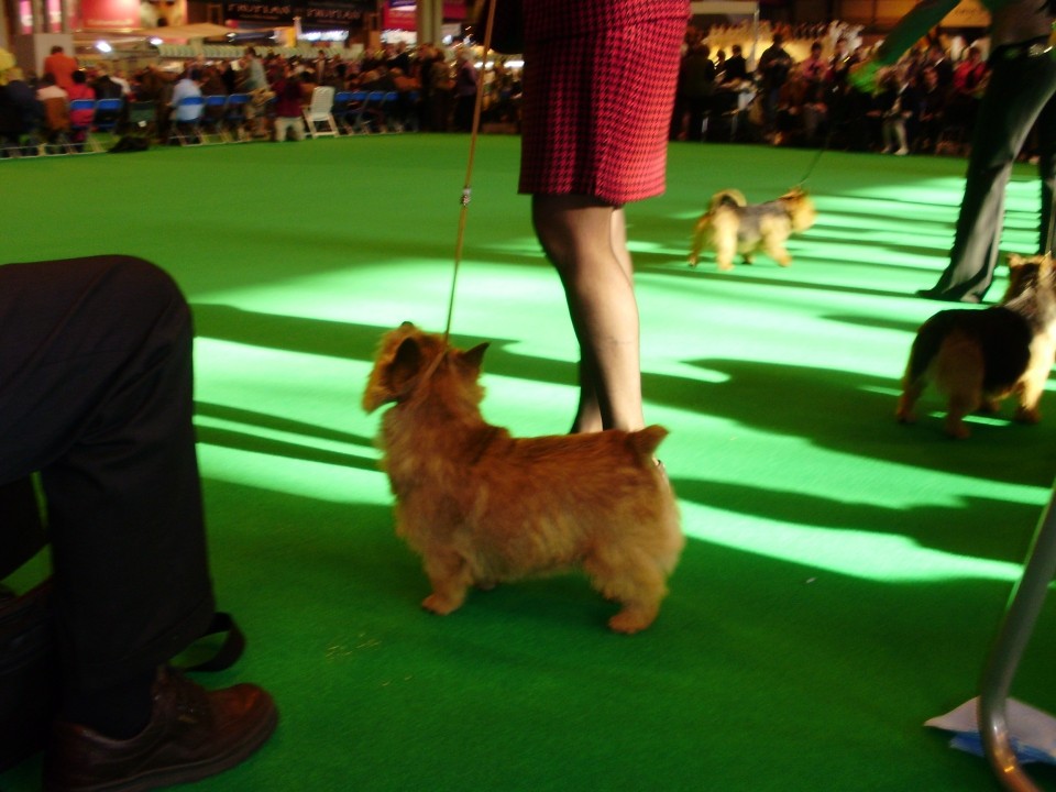 Crufts 2009 - foto povečava