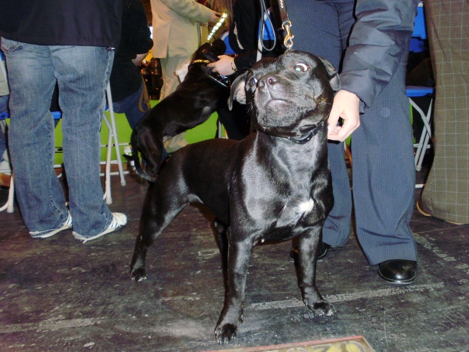 Crufts 2009 - foto povečava