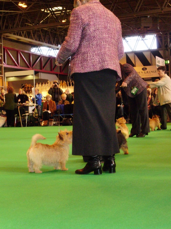 Crufts 2009 - foto povečava