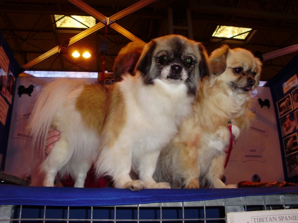 Crufts 2009 - foto povečava