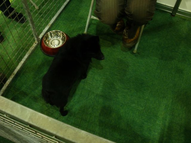 Discover Dogs 2009 - foto
