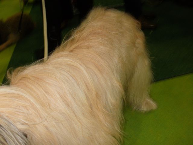 Discover Dogs 2009 - foto