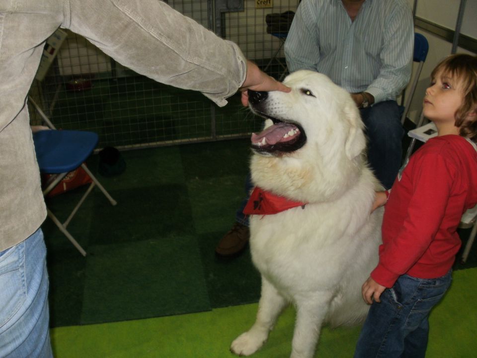 Discover Dogs 2009 - foto povečava