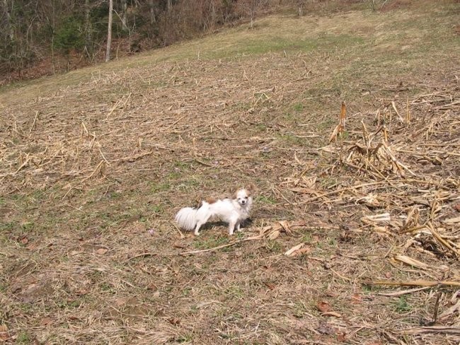 Pomlad v gozdu - foto povečava