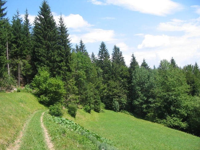 Pomlad v gozdu - foto povečava