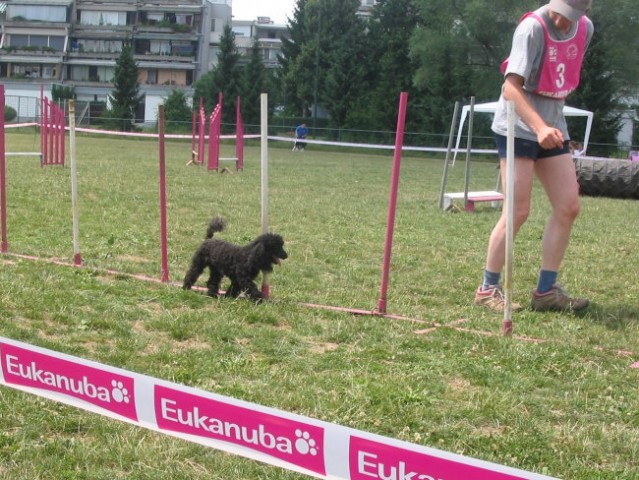 Agility - foto