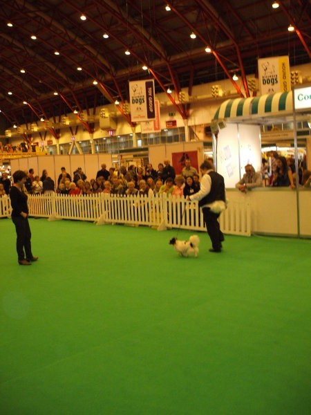 Discover Dogs London - foto