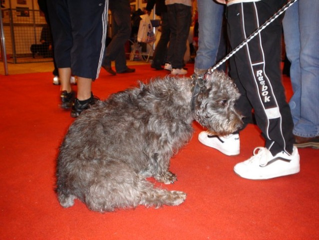 Discover Dogs London - foto