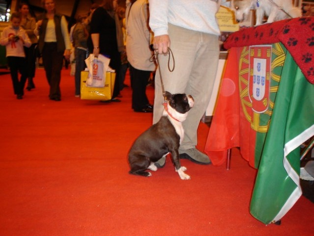 Discover Dogs London - foto