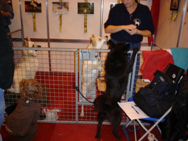 Discover Dogs London - foto