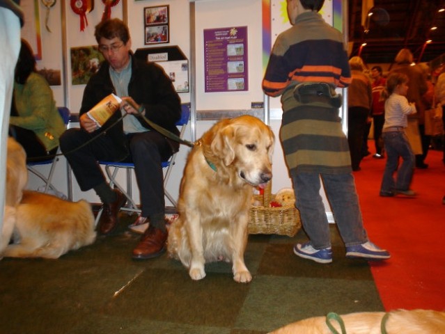 Discover Dogs London - foto