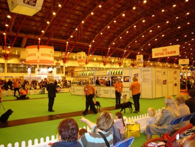 Discover Dogs London - foto