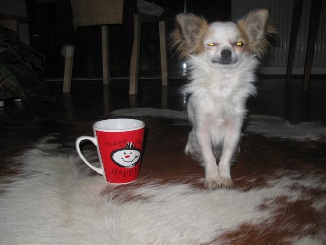 Jaz nisem tea-cup Chihuahua, jaz sem coffee mug Chihuahua........
