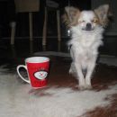 Jaz nisem tea-cup Chihuahua, jaz sem coffee mug Chihuahua........