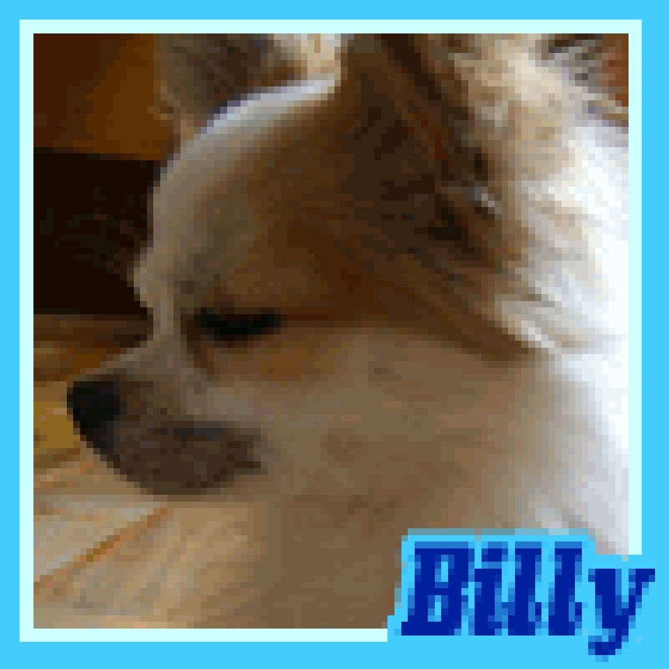Bilbo J.R.S - Billy - foto povečava