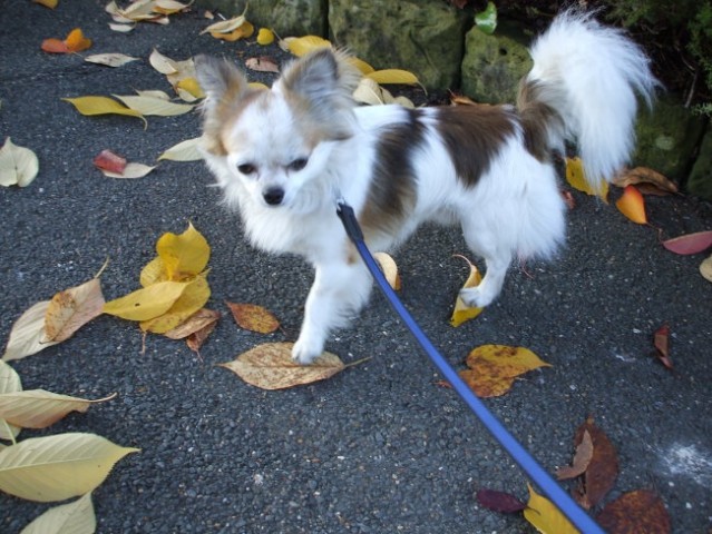 Autumn walks - foto