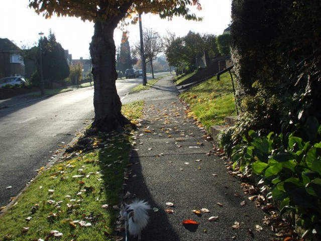 Autumn walks - foto