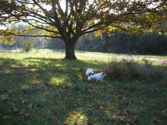 Autumn walks - foto