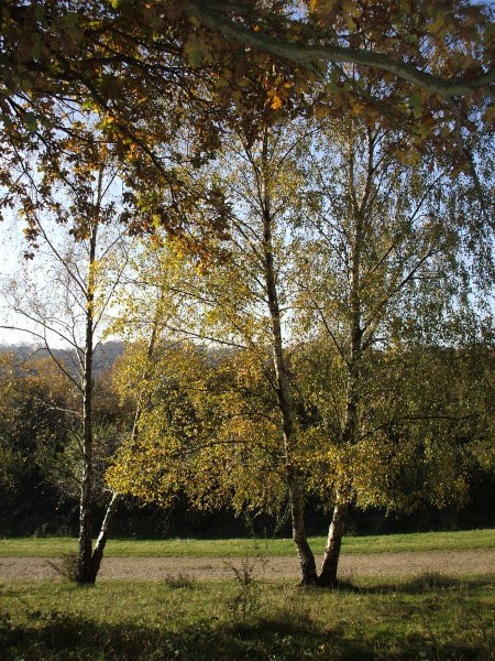 Autumn walks - foto povečava