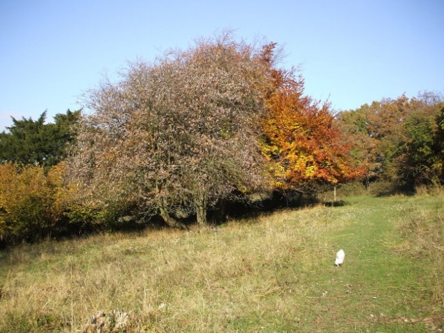 Autumn walks - foto
