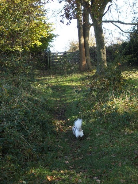 Autumn walks - foto