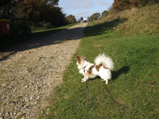 Autumn walks - foto