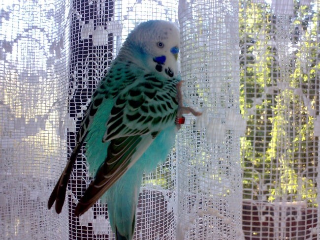 Luka - foto povečava