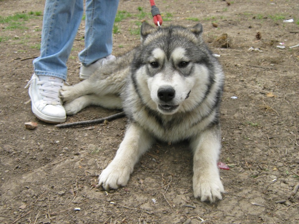 CACIB Kragujevac 25.04.2009. - foto povečava