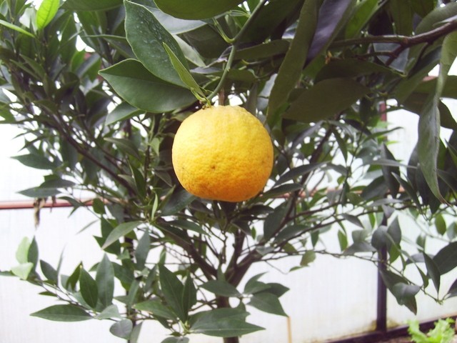 Citrus sinensis Navel - Pomaranča(sladka)
Avtor: babaco
rastline.mojforum.si