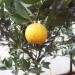Citrus sinensis Navel - Pomaranča(sladka)
Avtor: babaco
rastline.mojforum.si