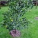 Citrus sinensis Navel - Pomaranča(sladka)
Avtor: babaco
rastline.mojforum.si
