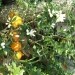 Citrus
Avtor: tadeja
rastline.mojforum.si